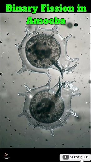 Binary Fission in Amoeba 😲 #education #science #shortsfeed #amoeba #fission