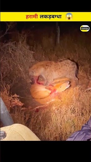 Hyena : The Most Heartless Animal on Earth | Real Jungle Facts | Wild Animal Facts