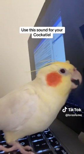 Screeching Sounds That Cockatiels Love