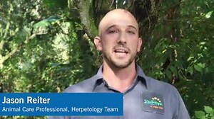 3.1K views · 105 reactions | The Puerto Rican crested toad,...