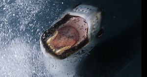 35K views · 1.8K reactions | I have decided that I am only going to...