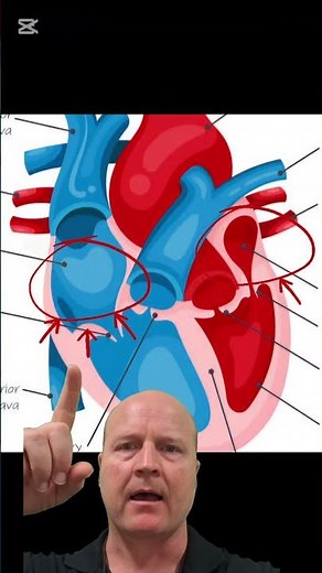 ECG basics- what is the P wave? #ecg