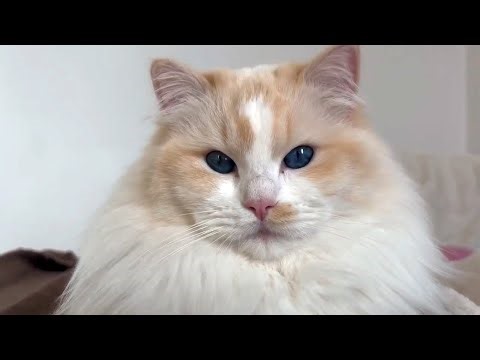 Le RAGDOLL : un CHAT GÉANT d'EXCEPTION