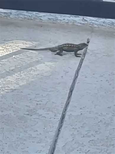 Some lizards look like they’re doing tiny push-ups—and honestly, it’s pretty adorable. 🦎 But they’re not exercising. That up-and-down motion is usually a form of communication. Male lizards often do “push-ups” to show dominance, defend their territory, or impress a female. The movement makes them look bigger and more noticeable, especially if they puff out their throat or display bright colors at the same time 🎬: Video taken from @lovinganimals.dg on instagram 📷: We don't know who filmed! (DM