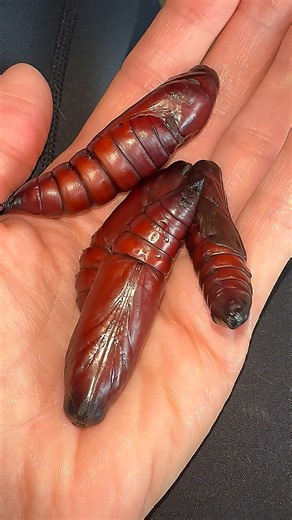 The most active pupa!