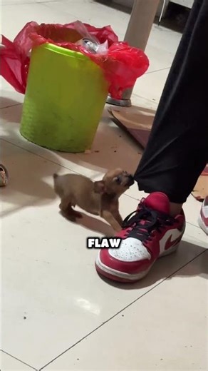 Alien Dog Caught On Camera👽