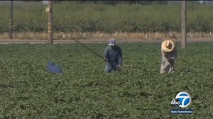 Thursday is Cesar Chavez Day, and it's a way to honor the contributions of the farmworker labor leader, educator and civil rights activist. Teresa Romero who is the president of the United Farm Workers Union joined us to talk about Chavez's accomplishments and ways to honor his legacy. https://abc7.la/3wGUI3v | ABC7
