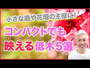 小さな庭や花壇の主役に！コンパクトでも映える低木５選