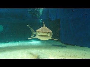 イタチザメ @美ら海水族館