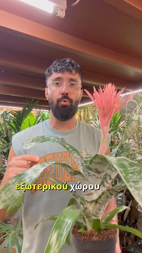 Aechmea fasciata primera🌸 https://www.sanopwleio.gr/🛒SHOP ONLINE🛒 ή μπορεις να το βρεις στο φυσικό μας κατάστημα στην Άνοιξη Αττικής,Λεωφόρος Μαραθώνος 92📍#sanopwleio #plant #aechmea #plants #φυτα #flower #garden #homedecor #design #fyp #foryoupage❤️❤️ | Sanopwleio