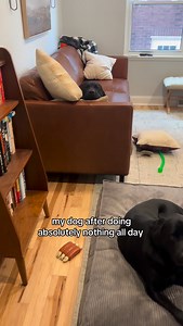 being this cute is exhausting #blacklab #labrador #labradorretriever #lab #fblifestyle | Remi and Walter