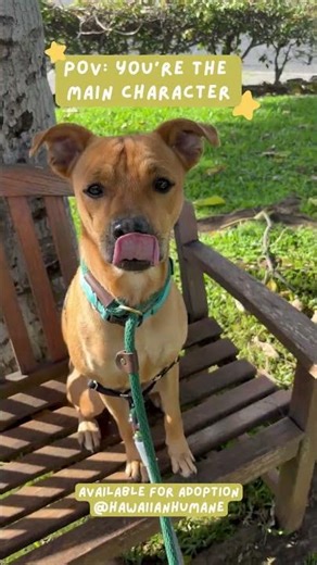 Otis is currently adoptable! #adoptme #adoptadog #animalshelter #volunteer #hawaii