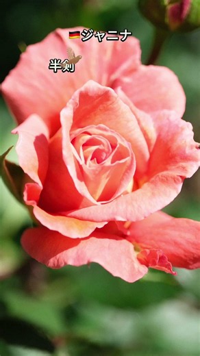 🌹中之島バラ図鑑｜🇩🇪ジャニナ（バラ園-東-北エリア）2026.07.23』 #中之島バラ園 #薔薇図鑑 #バラ