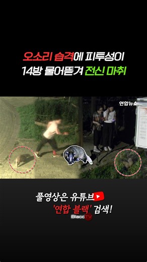 [BlaccTV] 오소리 습격에 피투성이…14방 물어뜯겨 전신 마취 #shorts