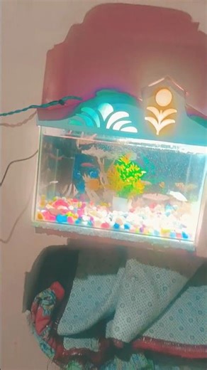 my molly tank setup subscribe for more