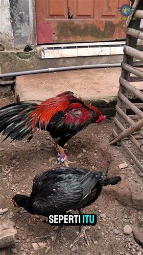 Ciri Khas Ayam Pama yang Jarang Diketahui!