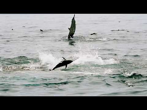Jumping Yellow fin Tuna feeding on bait ball.