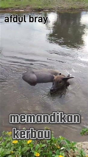 Mengembala Kerbau di Sungai Suasana Desa Asri yang Bikin Rindu Kampung