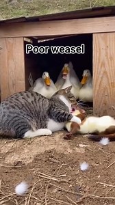 Poor weasel #Animal action #Weasel vs cat #Guard cat #wildfight | Amril Khoto