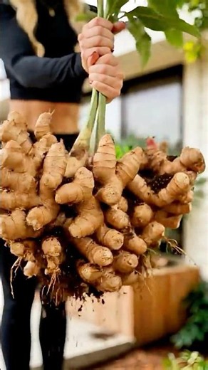 The Easiest DIY Garden Hack to Grow Unlimited Ginger at Home 🫚🫚🫚