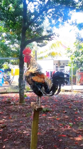 Rooster Laughs Like a Human – Funniest Video Ever! 💯🐓 . . "Not just a cock-a-doodle-doo… this rooster laughs exactly like us! You won’t stop laughing after watching this 🤣 Who knew farm life could be this funny? 🐔✨" 🔖 Hashtags #RoosterLaugh #FunnyAnimals #LaughingRooster #ViralVideo #FarmLife #AnimalComedy #RoosterVibes #LOL #FunnyRooster #RoosterLaugh #FunnyAnimals #LOL #ViralVideo #LaughingRooster #FarmLife | Wild BIRDS