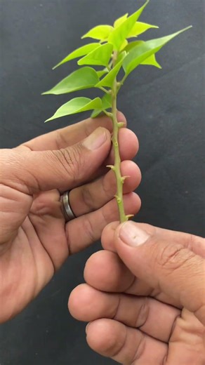 Tanam stek pucuk bougenville