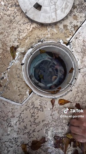 Effective Pool Skimmer Cleanup Tips