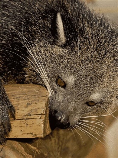 Binturong – all the information you need - NewsBreak