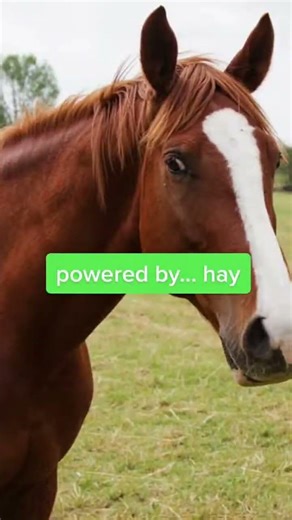 Why Nazi Tanks Were Actually Useless Without Horses #WWII #Military