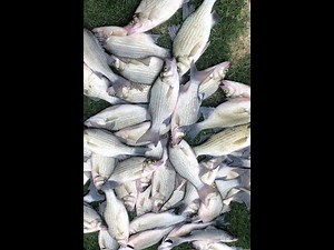 Wisconsin Spring White Bass 2019 - BIG White Bass Run - River Fishing Trolling Wolf River Winneconne
