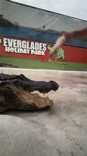 Did you hear that crunch?! 🐊