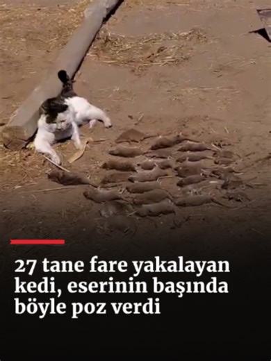 27 tane fare yakalayan kedi, eserinin başında böyle poz verdi. Yakaladığı fareleri sahibinin görmesi için özenle dizen kedinin, başlarında beklediği anlar görüntülendi. O anlara yapılan yorumlar ise izleyenleri kahkahaya boğdu.