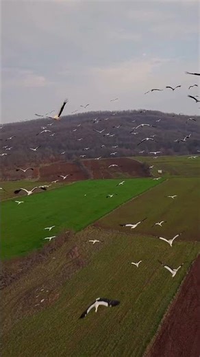 Wildlife bird flying #birds#shorts #viral