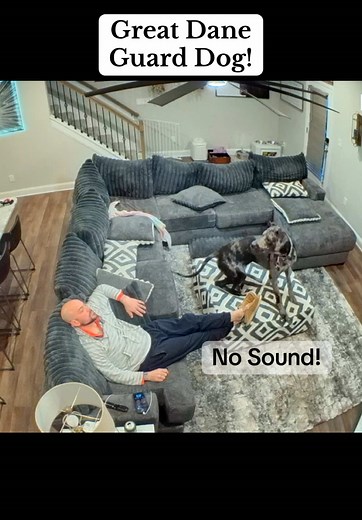 Great Danes Barking at Everything: A Hilarious Compilation