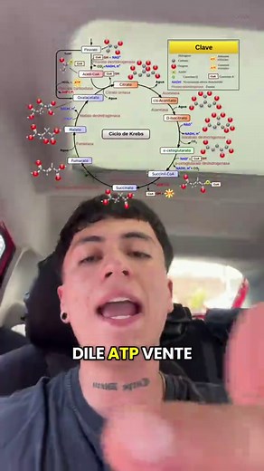 Ciclo de Krebs: Entendiendo la Energía Celular