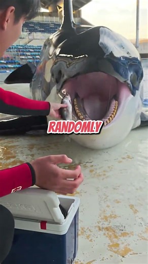 Killer Whale Shows Insane Intelligence #incredible