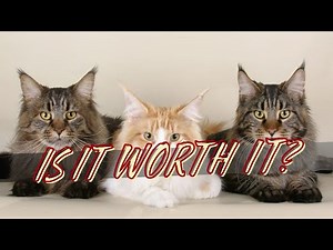 The TRUE Cost of a Maine Coon Cat (It's More Than You Think!)