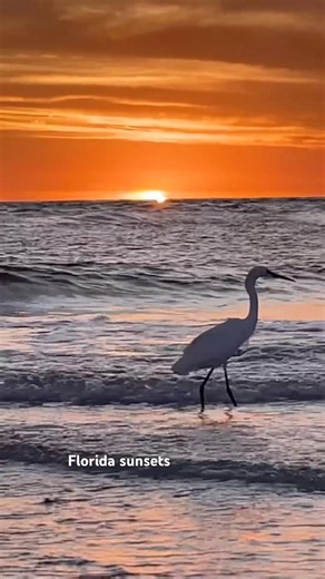Florida sunsets #nature #beach #beaches #sunset #ocean #honeymoonbeach #dunedincauseway #florida