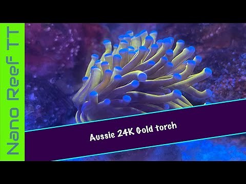 How to Care for a Aussie 24K Gold Torch Coral