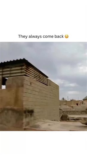 ExplainMyMovie on Instagram: "🎬 Movie: Men in Black: International 📅 Year: 2019 ⭐ IMDb Rating: 5.6/10 🎞️ Genre: Action | Sci-Fi | Comedy 🎥 Director: F. Gary Gray 👥 Main Cast: Chris Hemsworth (Agent H) Tessa Thompson (Agent M) Liam Neeson (High T) 📍 Location: United States 🇺🇸 ⚡ Secret agents. Alien tech. Worldwide mission. Would you join MIB? 😎🚀 #MenInBlack #MIBInternational #SciFiMovie #MovieReels #alien"