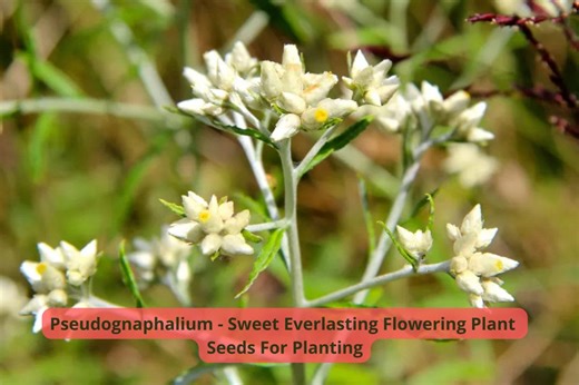 Sweet Everlasting Seeds | Fragrant Native Wildflower, Dried Flower - Etsy