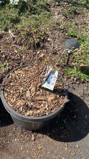 Blueberry Bushes in Containers