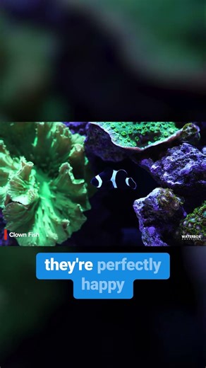 Hardy, colorful, and beginner-friendly — meet the clownfish. 🐠🌊