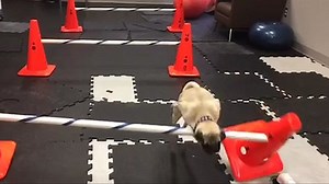 Hilarious pug fails at jumping over obstacles during run
