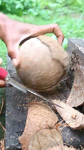 Perfect result of removing coconut from its shell #coconutcutting #knifecoconut #coconut #skills #fresh | Farming life 001