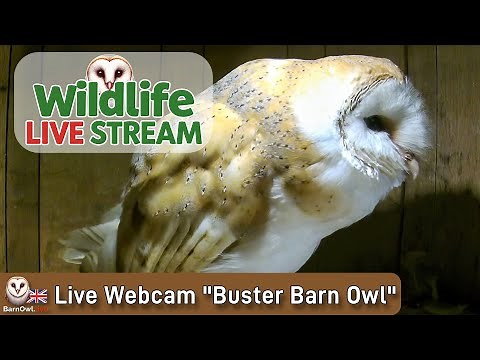 Barn Owl Live - Meet “Buster” & “Roxy”🥚🥚🥚🥚🥚🥚 6th Egg laid !🦉❤️🦉
