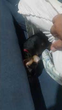 me escondendo pra ninguém me achar! #funny #fyp