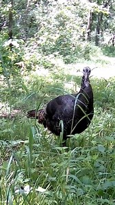 225K views · 5K reactions | Turkey FEEDING Babies!!! | ThisOutdoorsman | Facebook