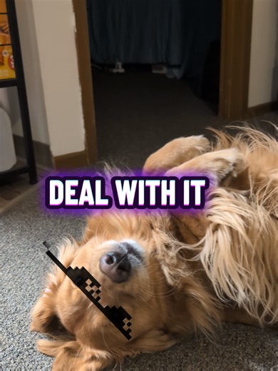 This guy is called the chillest dude in America. #goldenretriever #chillguy #dog #chillest #america