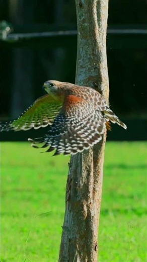 hawk catching citters